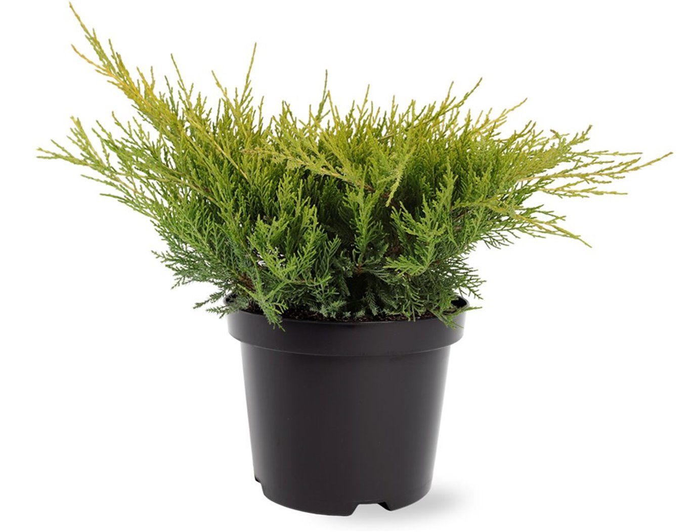 Juniperus pf. 'Gold Coast' - C3 25-30 CM